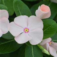 Sphere Peach Vinca