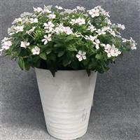 Sphere Polka Dot Vinca