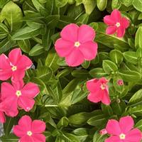 Sphere Rose Vinca