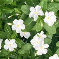 Sphere White Vinca