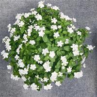 Sphere White Vinca