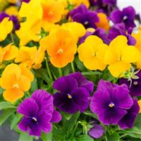 ColorMax Harvest Mix Viola