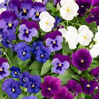 ColorMax Cool Waters Mix Viola