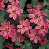 Profusion Coral Pink Zinnia