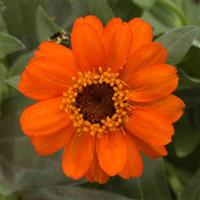 Profusion Fire Zinnia