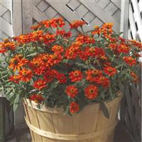Profusion Fire Zinnia