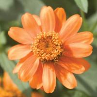 Profusion Orange Zinnia