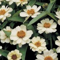 Profusion White Zinnia