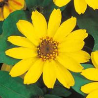 Profusion Yellow Zinnia