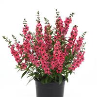 Serenita<sup>®</sup> Cherry Red Angelonia