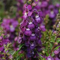 Serenita<sup>®</sup> Purple Angelonia
