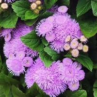 Kona Blue Ageratum