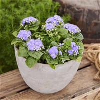 Kona Blue Ageratum