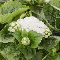 Kona White Ageratum