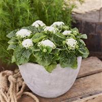 Kona White Ageratum