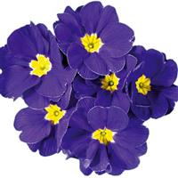 Hethor Giant Mid Blue Primula