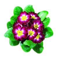 Hethor Giant Mid Purple Primula