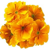 Hethor Giant Mid Gold Orange Primula