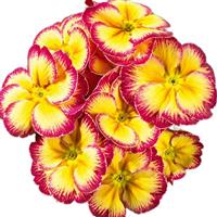 Hethor Giant Mid Carneval Primula