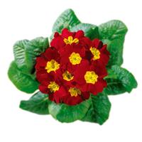 Hethor Giant Red Primula