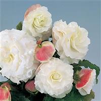 Nonstop Appleblossom Tuberous Begonia