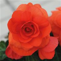 Nonstop Orange Tuberous Begonia