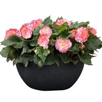 Nonstop Rose Picotee Tuberous Begonia