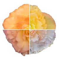 Nonstop Peach Shades Tuberous Begonia