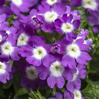PeekABoo Lilac Verbena