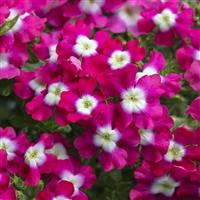 PeekABoo Pink Verbena