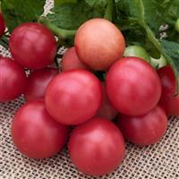 Little Birdy Rosy Finch Tomato