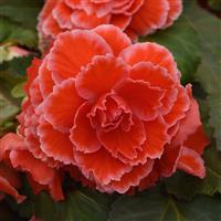 AmeriHybrid<sup>®</sup> Picotee Lace Red Tuberous Begonia
