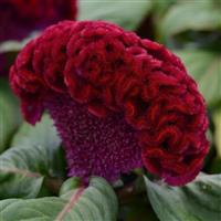 Concertina™ Red Celosia
