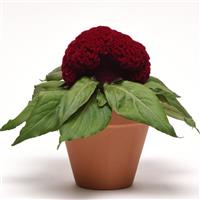 Concertina™ Red Celosia