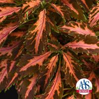 Coral Candy Coleus, Premium Sun