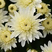 Alpine White Garden Mum