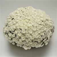 Alpine White Garden Mum