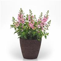 Archangel™ Light Pink Angelonia