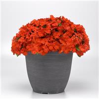 Beacon<sup>®</sup> Orange Improved Impatiens
