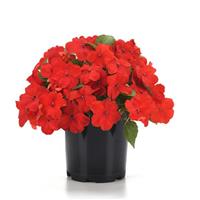 Beacon<sup>®</sup> Bright Red Impatiens