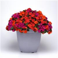 Beacon<sup>®</sup> Sanibel Mixture Improved Impatiens