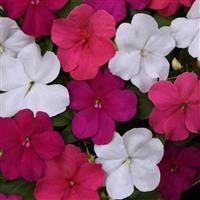 Beacon<sup>®</sup> Portland Mixture Improved Impatiens