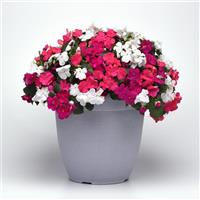 Beacon<sup>®</sup> Portland Mixture Improved Impatiens
