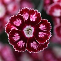 Dianthus Star Single™ Morello Star