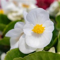Mega Cool White Begonia