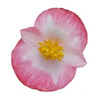 Super Cool Blush Begonia