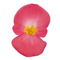 Super Cool Lipstick Begonia