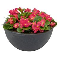 Super Cool Lipstick Begonia