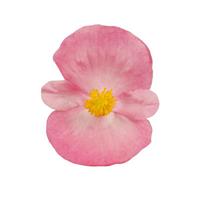 Super Cool Pink Begonia