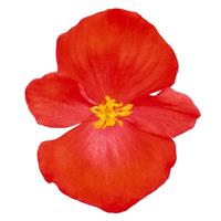 Super Cool Red Begonia